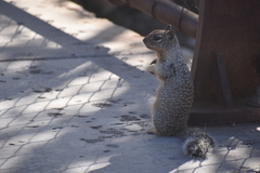 Otospermophilus variegatus