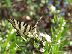 Iphiclides feisthamelii