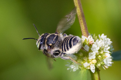 Megachile mendica