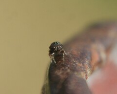 Sassacus cyaneus