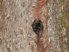 Certhia brachydactyla