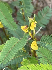 Chamaecrista nictitans