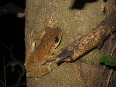 Osteocephalus taurinus