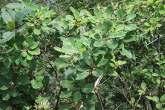 Cotinus coggygria