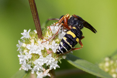 Philanthus ventilabris