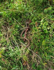 Vipera berus