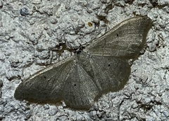 Idaea straminata
