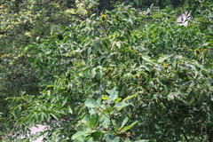 Platycarya strobilacea