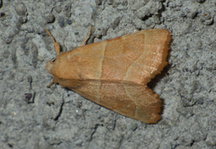 Atethmia centrago