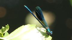 Calopteryx xanthostoma