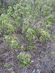 Jatropha gossypiifolia