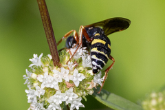 Philanthus ventilabris