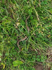 Vipera berus