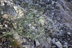 Dieteria canescens