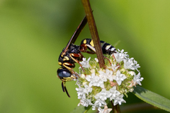 Philanthus ventilabris