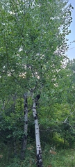 Populus tremuloides