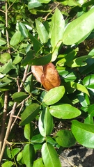 Platymiscium pinnatum