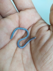Typhlopidae