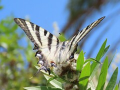 Iphiclides feisthamelii