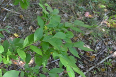 Vaccinium corymbosum