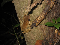Osteocephalus taurinus