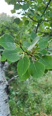 Populus tremuloides