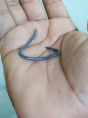 Typhlopidae