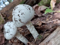 Amanita virosa