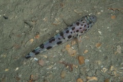 Thorogobius ephippiatus
