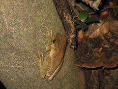 Osteocephalus taurinus