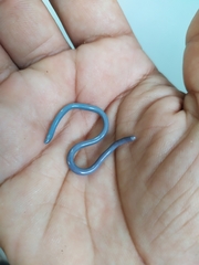 Typhlopidae