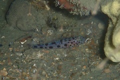 Thorogobius ephippiatus