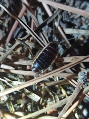 Loboptera decipiens