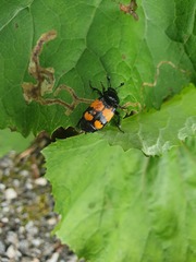 Nicrophorus vespilloides