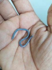 Typhlopidae