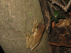 Osteocephalus taurinus