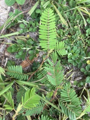 Chamaecrista