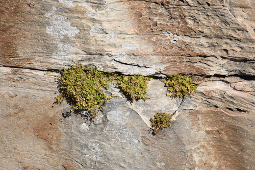 Image of Ivesia arizonica by (c) Bobby McCabe, some rights reserved (CC BY)
