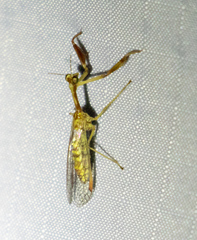 Leptomantispa pulchella