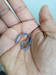Typhlopidae