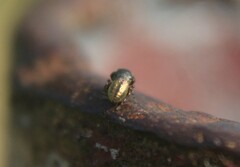 Sassacus cyaneus