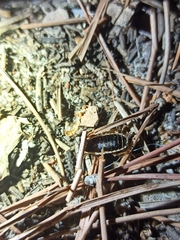Loboptera decipiens