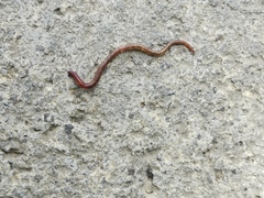 Lumbricus