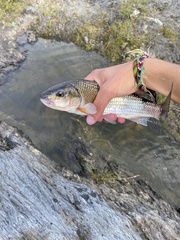 Semotilus corporalis