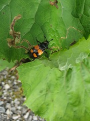 Nicrophorus vespilloides