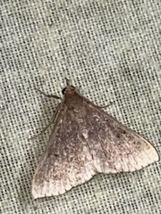 Renia discoloralis