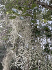 Tillandsia usneoides
