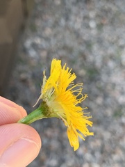 Pyrrhopappus carolinianus