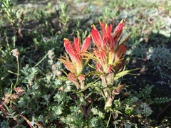 Castilleja moranensis