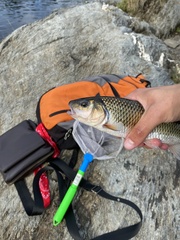 Semotilus corporalis